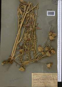 Centaurea adpressa Ledeb., Middle Asia, Northern & Central Tian Shan (M4) (Kazakhstan)