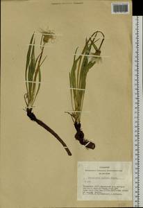 Scorzonera radiata Fisch. ex Colla, Siberia, Altai & Sayany Mountains (S2) (Russia)