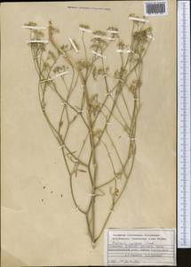 Falcaria vulgaris Bernh., Middle Asia, Kopet Dag, Badkhyz, Small & Great Balkhan (M1) (Turkmenistan)