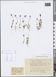 Comastoma tenellum (Rottb.) Toyok., Siberia, Chukotka & Kamchatka (S7) (Russia)