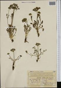 Schulzia albiflora (Kar. & Kir.) Popov, Middle Asia, Northern & Central Tian Shan (M4) (Kazakhstan)