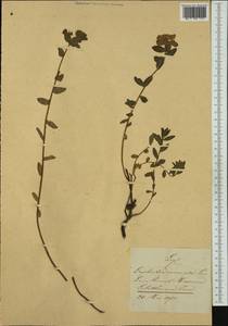 Euphorbia verrucosa L., Western Europe (EUR) (Switzerland)