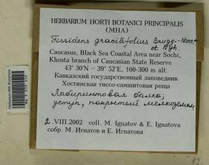 Fissidens gracilifolius Brugg.-Nann. & Nyholm, Bryophytes, Bryophytes - North Caucasus & Ciscaucasia (B12) (Russia)
