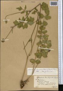 Semenovia dasycarpa (Regel & Schmalh.) Korovin ex Pimenov & V. N. Tikhom., Middle Asia, Western Tian Shan & Karatau (M3) (Kazakhstan)