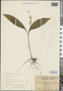 Convallaria majalis L., Eastern Europe, Moscow region (E4a) (Russia)