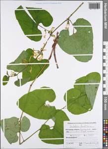 Aristolochia clematitis L., Eastern Europe, Rostov Oblast (E12a) (Russia)