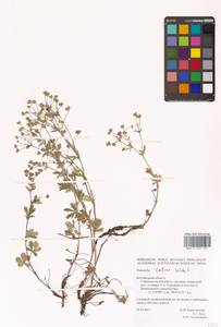 Potentilla collina Wibel, Eastern Europe, Central forest-and-steppe region (E6) (Russia)