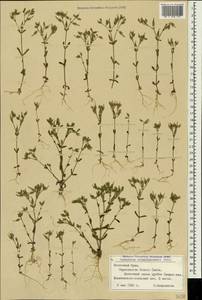 Cerastium ramosissimum Boiss., Crimea (KRYM) (Russia)