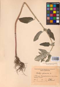MHA 0 154 857, Stachys germanica L., Eastern Europe, Moldova (E13a) (Moldova)