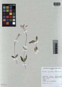 KUZ 004 522, Cerastium pauciflorum Stev. ex Ser., Siberia, Altai & Sayany Mountains (S2) (Russia)