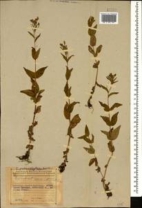 Epilobium anatolicum subsp. prionophyllum (Hausskn.) P. H. Raven, Caucasus, Azerbaijan (K6) (Azerbaijan)