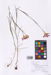 Dianthus borbasii Vandas, Eastern Europe, Central region (E4) (Russia)