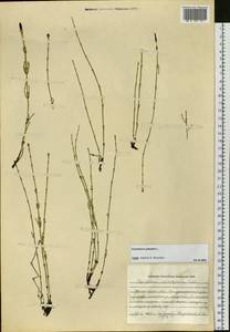 Equisetum palustre L., Siberia, Western Siberia (S1) (Russia)