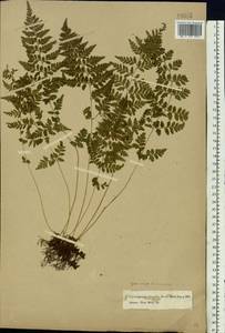 Cystopteris fragilis (L.) Bernh., Eastern Europe, Moscow region (E4a) (Russia)