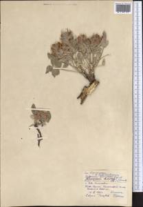 Hedysarum iliense B.Fedtsch., Middle Asia, Western Tian Shan & Karatau (M3) (Kazakhstan)