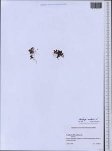 Saxifraga rivularis, Western Europe (EUR) (Svalbard and Jan Mayen)