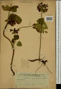 Betonica macrantha K.Koch, Caucasus, Azerbaijan (K6) (Azerbaijan)
