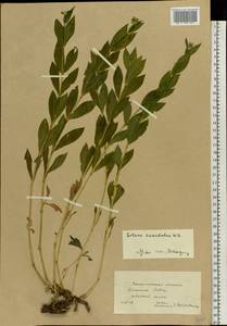 Silene vulgaris (Moench) Garcke, Eastern Europe, West Ukrainian region (E13) (Ukraine)