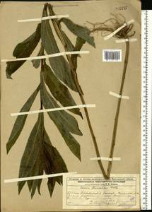 Senecio sarracenicus L., Eastern Europe, Volga-Kama region (E7) (Russia)