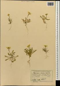 Chorispora iberica (M.Bieb.) DC., Caucasus, Azerbaijan (K6) (Azerbaijan)