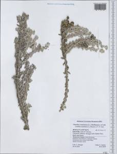 Otanthus maritimus subsp. maritimus, Western Europe (EUR) (Italy)