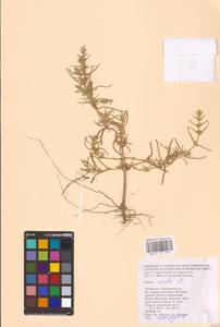 Soda inermis (Moench) Fourr., Eastern Europe, Lower Volga region (E9) (Russia)