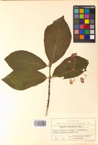 Euonymus macropterus Rupr., Siberia, Russian Far East (S6) (Russia)