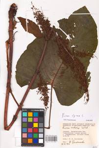 Rumex alpinus L., Eastern Europe, West Ukrainian region (E13) (Ukraine)