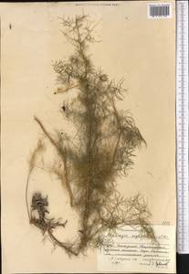 Asparagus neglectus Kar. & Kir., Middle Asia, Dzungarian Alatau & Tarbagatai (M5) (Kazakhstan)