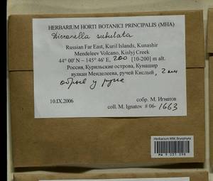 Dicranellopsis subulata (Hedw.) Bonfim Santos, Siebel & Fedosov, Bryophytes, Bryophytes - Russian Far East (excl. Chukotka & Kamchatka) (B20) (Russia)
