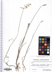 Poa compressa L., Eastern Europe, Middle Volga region (E8) (Russia)