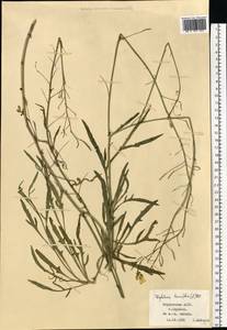 Diplotaxis tenuifolia (L.) DC., Eastern Europe, Middle Volga region (E8) (Russia)