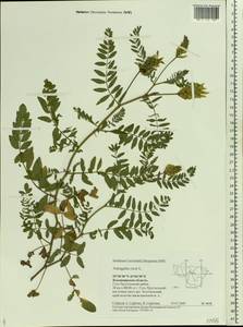 Astragalus cicer L., Eastern Europe, Central region (E4) (Russia)