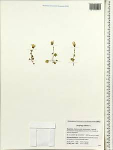 Saxifraga sibirica L., Siberia, Baikal & Transbaikal region (S4) (Russia)