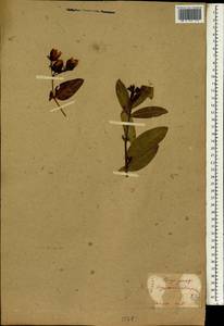 Hypericum monogynum L., South Asia, South Asia (Asia outside ex-Soviet states and Mongolia) (ASIA) (Japan)