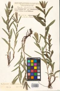 Pulicaria dysenterica (L.) Bernh., Eastern Europe, Lower Volga region (E9) (Russia)