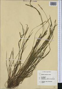 Setaria parviflora (Poir.) M.Kerguelen, Western Europe (EUR) (Netherlands)