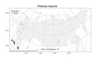 Festuca myuros L., Atlas of the Russian Flora (FLORUS) (Russia)