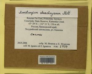 Anoectangium stracheyanum Mitt., Bryophytes, Bryophytes - Russian Far East (excl. Chukotka & Kamchatka) (B20) (Russia)