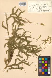 Lycopodium clavatum L., Siberia, Russian Far East (S6) (Russia)