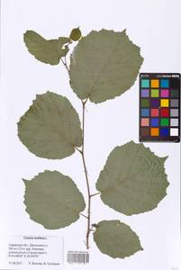 Corylus avellana L., Eastern Europe, Middle Volga region (E8) (Russia)