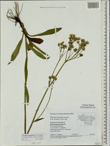 Pilosella densiflora subsp. densiflora, Eastern Europe, Central region (E4) (Russia)