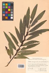 Salix kangensis Nakai, Siberia, Russian Far East (S6) (Russia)