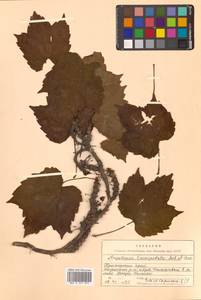 Parthenocissus tricuspidata (Siebold & Zucc.) Planch., Siberia, Russian Far East (S6) (Russia)