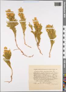 Dendrolycopodium juniperoideum (Sw.) A. Haines, Siberia, Russian Far East (S6) (Russia)