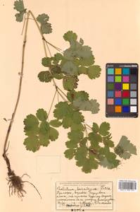 Thalictrum baicalense Turcz. ex Ledeb., Siberia, Russian Far East (S6) (Russia)