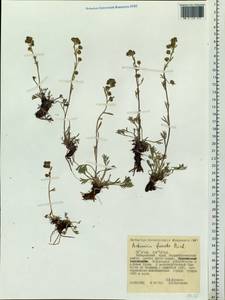 Artemisia furcata M. Bieb., Siberia, Russian Far East (S6) (Russia)