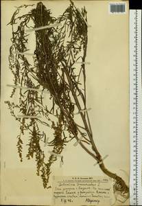 Artemisia dracunculus L., Siberia, Altai & Sayany Mountains (S2) (Russia)