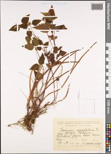 Lamium maculatum (L.) L., Caucasus, Georgia (K4) (Georgia)