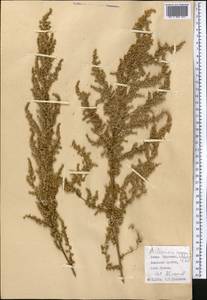 Artemisia scoparia Waldst. & Kit., Middle Asia, Pamir & Pamiro-Alai (M2) (Kyrgyzstan)
